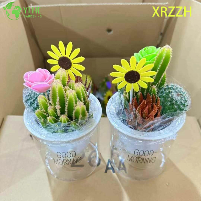 DIY Mini Succulent Cactus Garden Kit for Desktop Office Decor Bonsai
