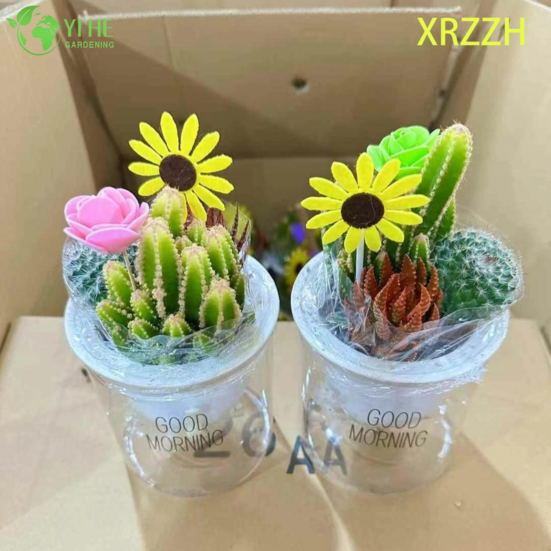 DIY Mini Succulent Cactus Garden Kit for Desktop Office Decor Bonsai