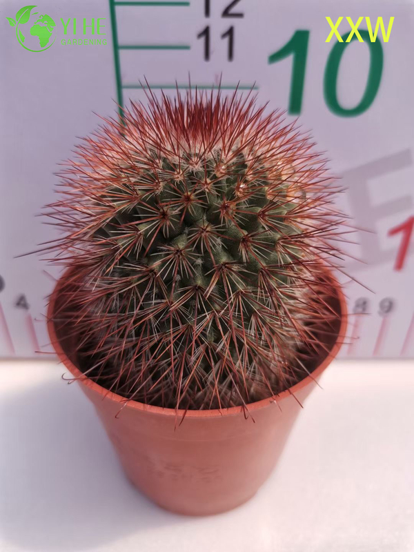 Live Red Spine Mammillaria Cactus Wholesale Mammillaria Spinosissima Bonsai
