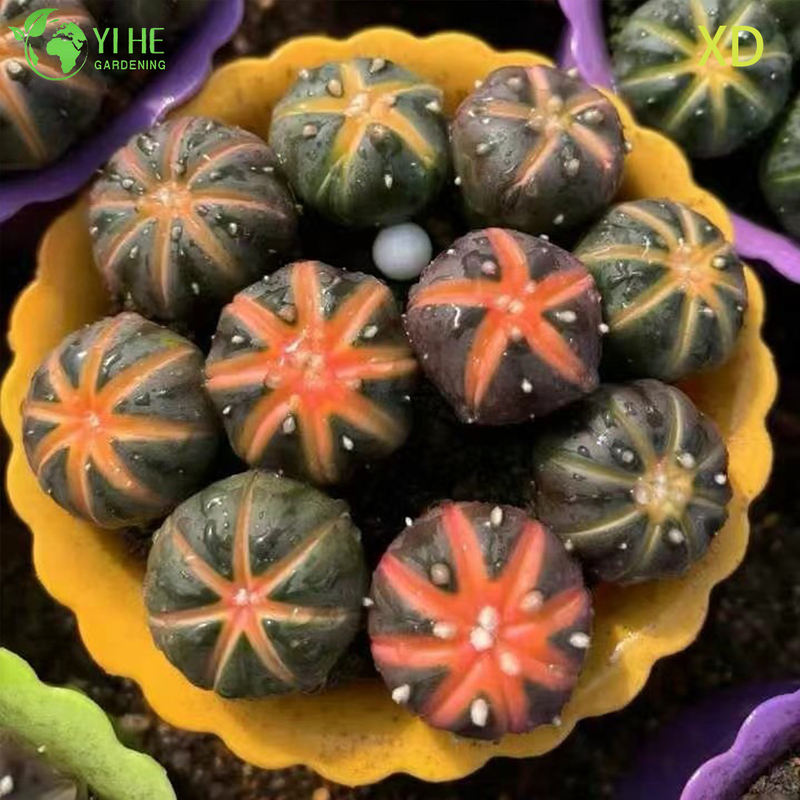 Wholesale Astrophytum Asterias Star Cactus Live Spineless Plant Bonsai