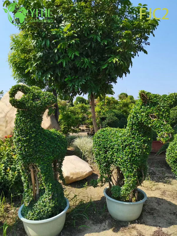 Live Fukien Tea Bonsai Tree Carmona Microphylla Indoor Plant Bonsai