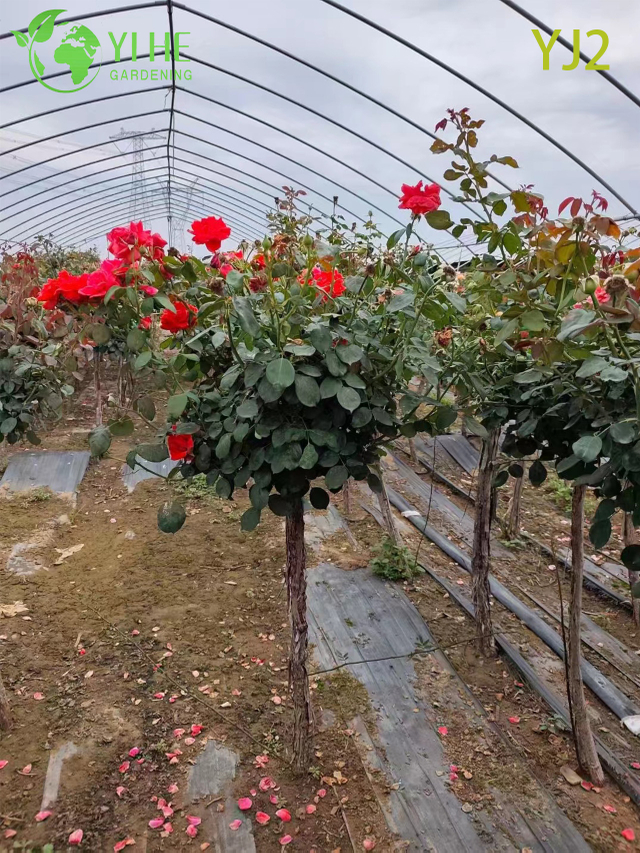 Wholesale Red Standard Rosa Chinensis Tree for Garden Landscaping Bonsai