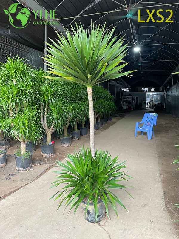 Wholesale Dracaena Draco Tree Live Mature Dragon Blood Tree for Export Bonsai