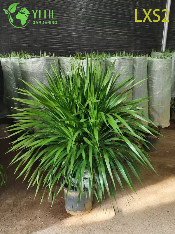 Wholesale Dracaena Draco Tree, Live Mature Dragon Blood Tree for Export Bonsai