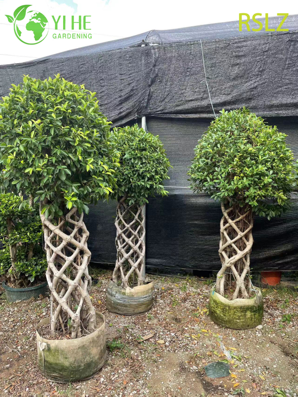 Woven Ficus Cage A Braided Trunk Live Plant Sculpture Bonsai