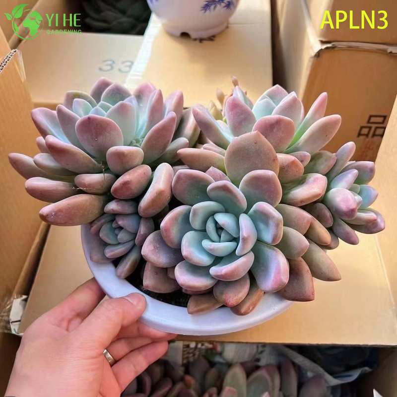 Wholesale Pink Opalina Mature Succulent Cluster Live Plant Bonsai