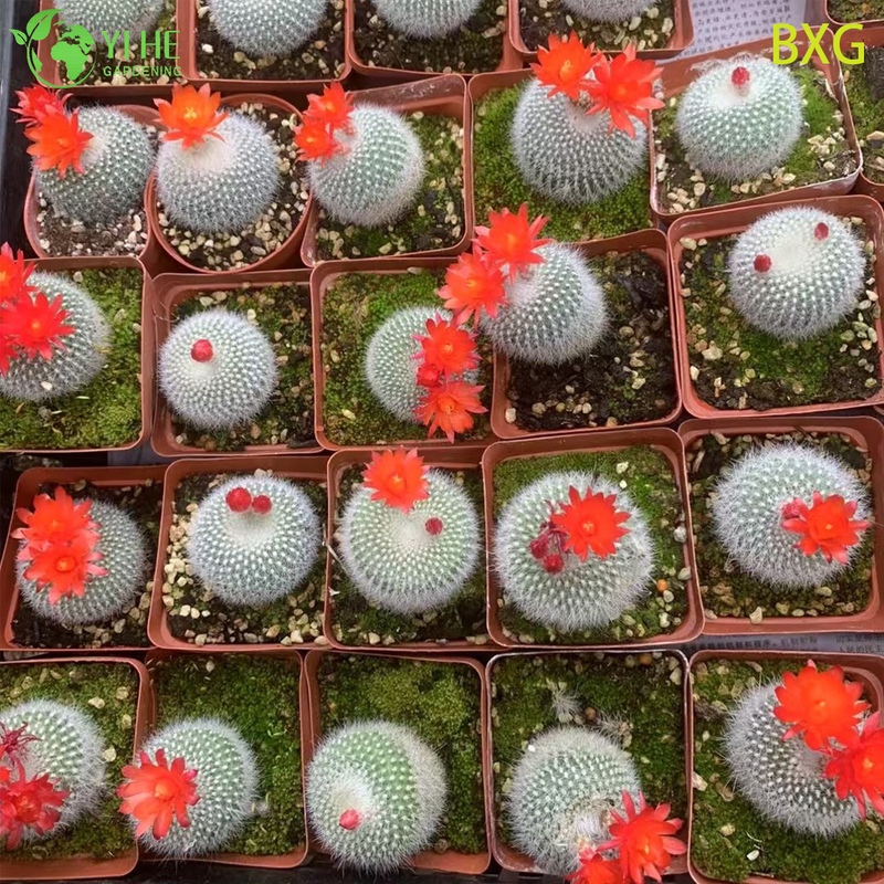 Wholesale Orange Flowering Rebutia Cactus Live Mini Plant Decor Bonsai