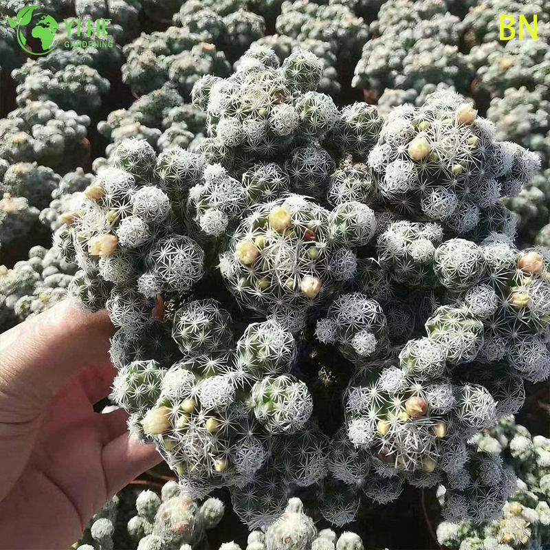 Wholesale White Thimble Cactus Live Mini Plant Clump Decor Bonsai