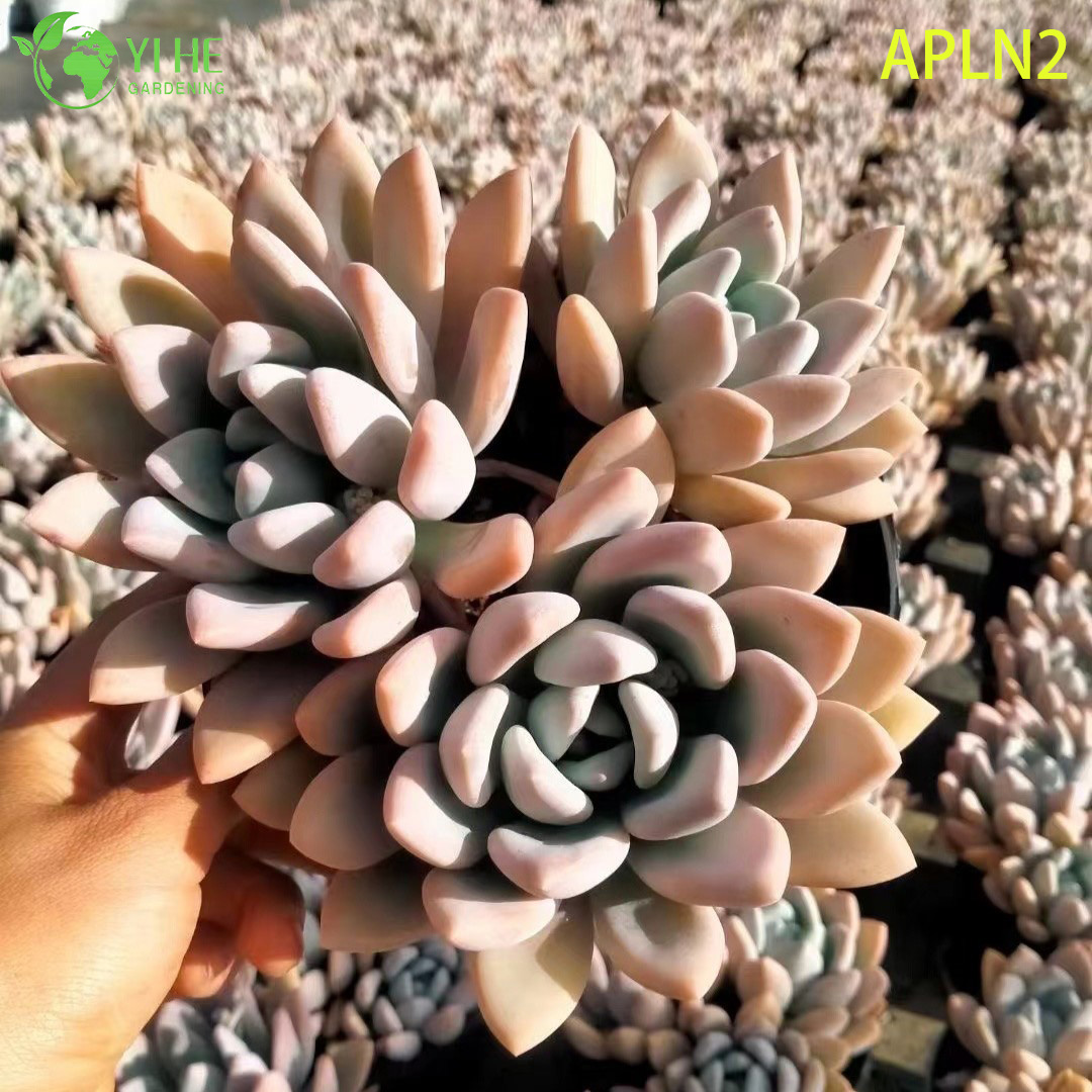 Wholesale Apricot A Grim One Mature Succulent Cluster Plant Bonsai