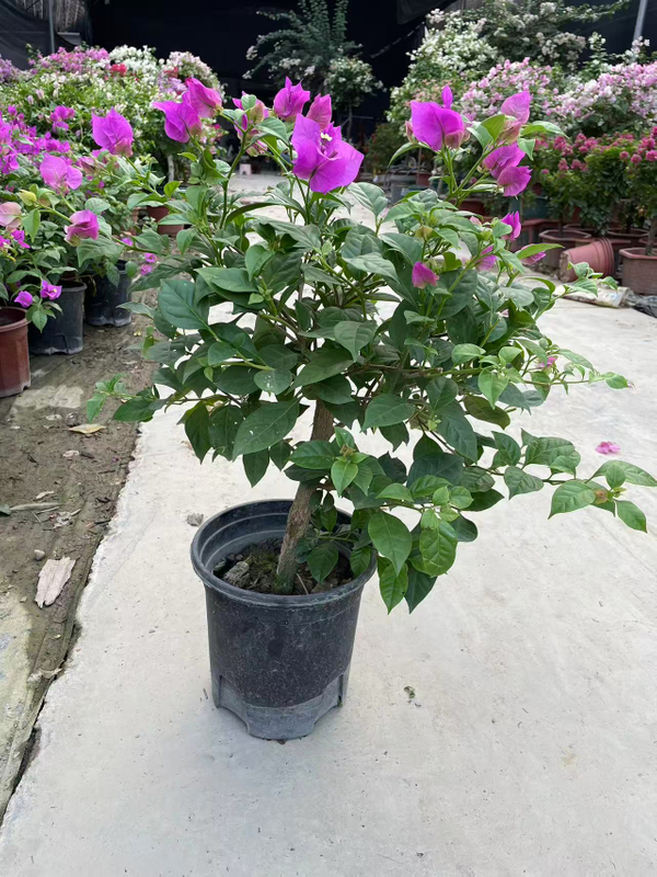 Bougainvillea Bonsai