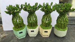 Fortune Bottle Episcia