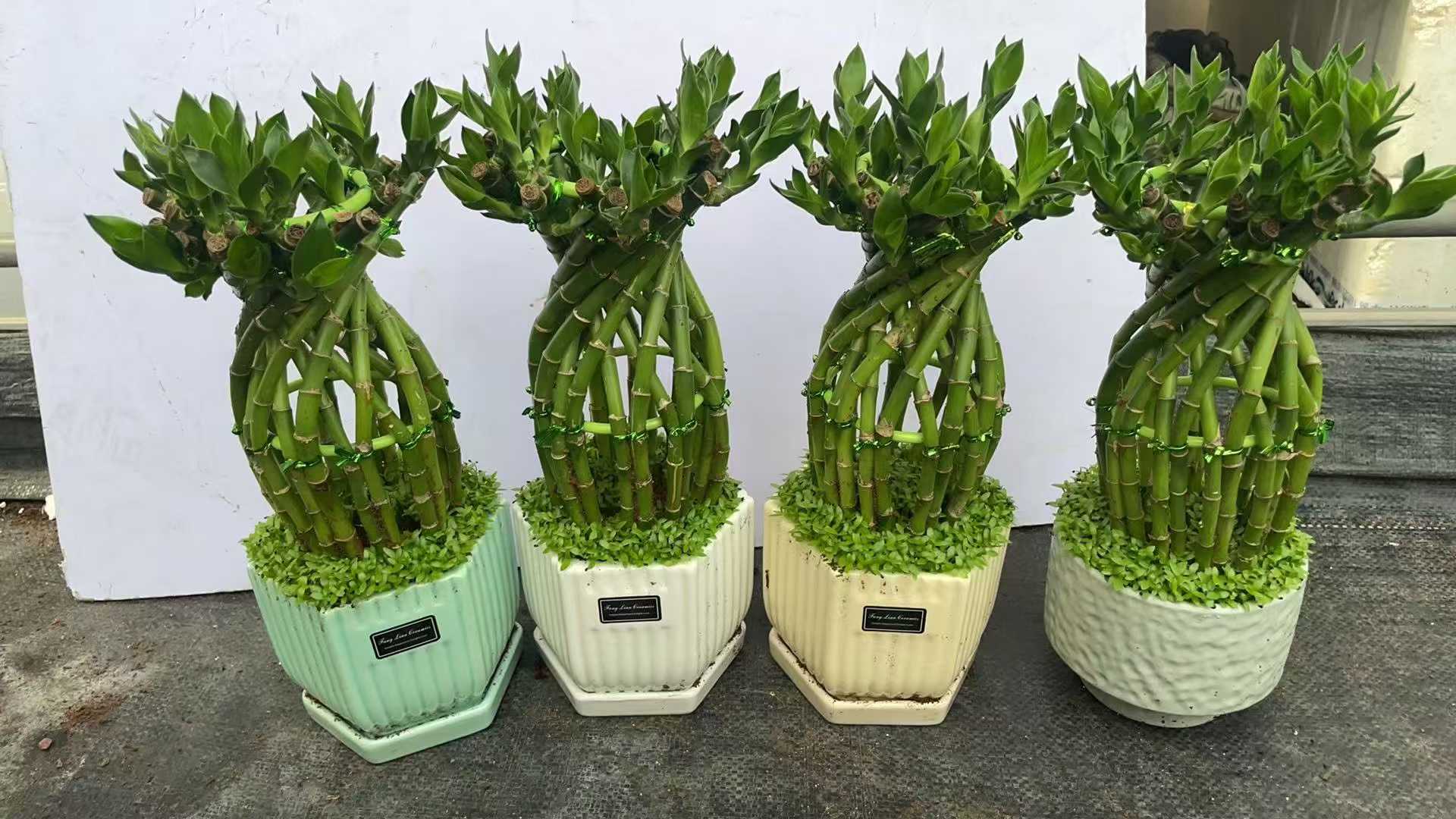Fortune Bottle Episcia