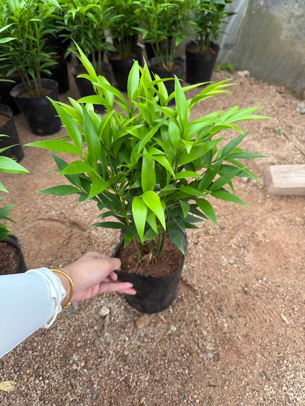 Black Cup Podocarpus