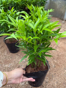 Black Cup Podocarpus