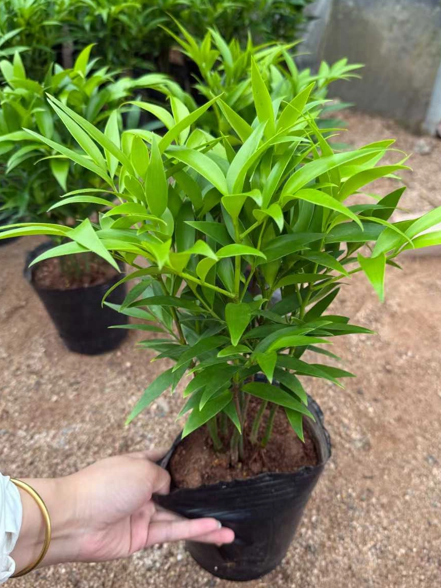 Black Cup Podocarpus