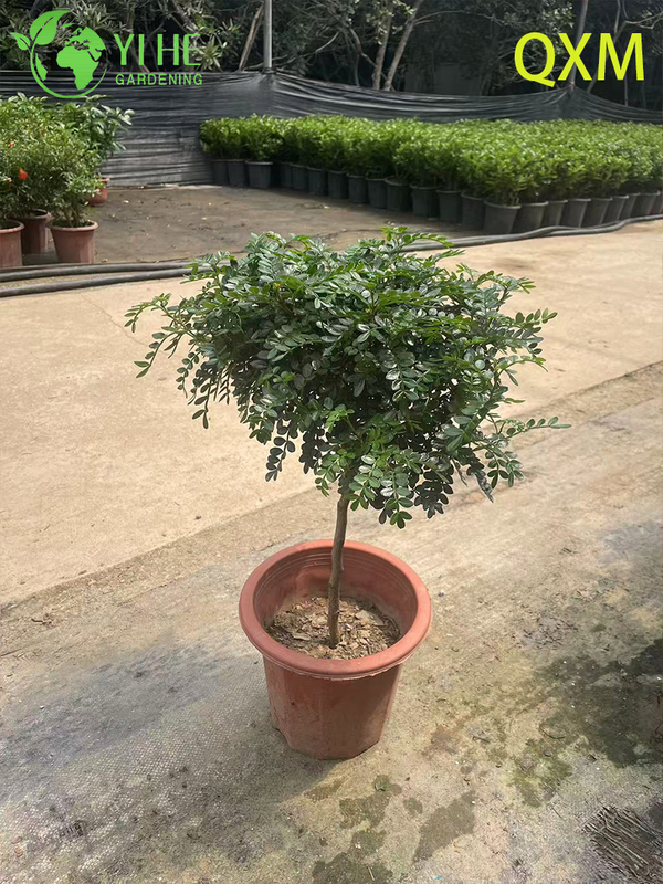 Pistacia Weinmannifolia, Fragrant Ornamental Bonsai Tree for Indoor & Outdoor
