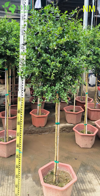 Potted Dwarf Lemon Tree, Indoor Outdoor Citrus Australasica for Sale