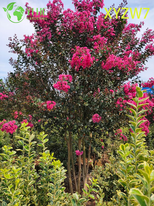 Multi - trunk Lagerstroemia Tree, Flowering Garden Specimen Plant