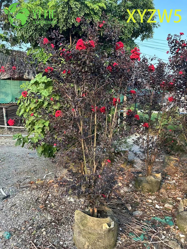 Ornamental Purple - leaf Lagerstroemia parviflora, Red - flowering Potted Plant