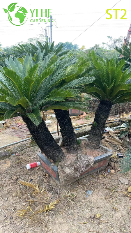 Multi - trunked Cycas Revoluta Bonsai, Evergreen Ornamental Sago Palm