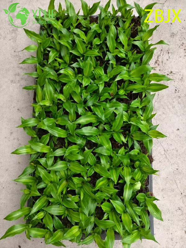Wholesale Export Straight-Stem Gold-Center Foliage Seedlings | Tropical Ornamental Plants