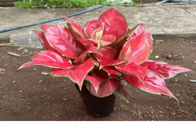 Aglaonema Vs Other Indoor Plants: What Makes It So Special?