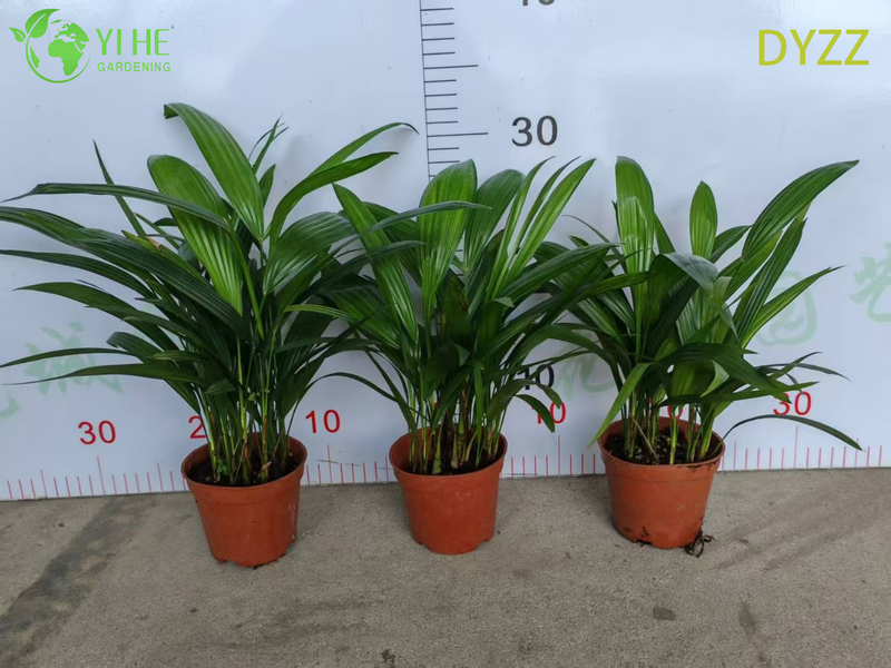 Evergreen Large Leaf Rhapis Excelsa Palm for Indoor Outdoor Decoration Plant