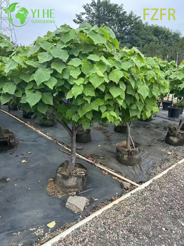 Flowering Dombeya wallichii, Ornamental African Tuliptree Shrub Plant