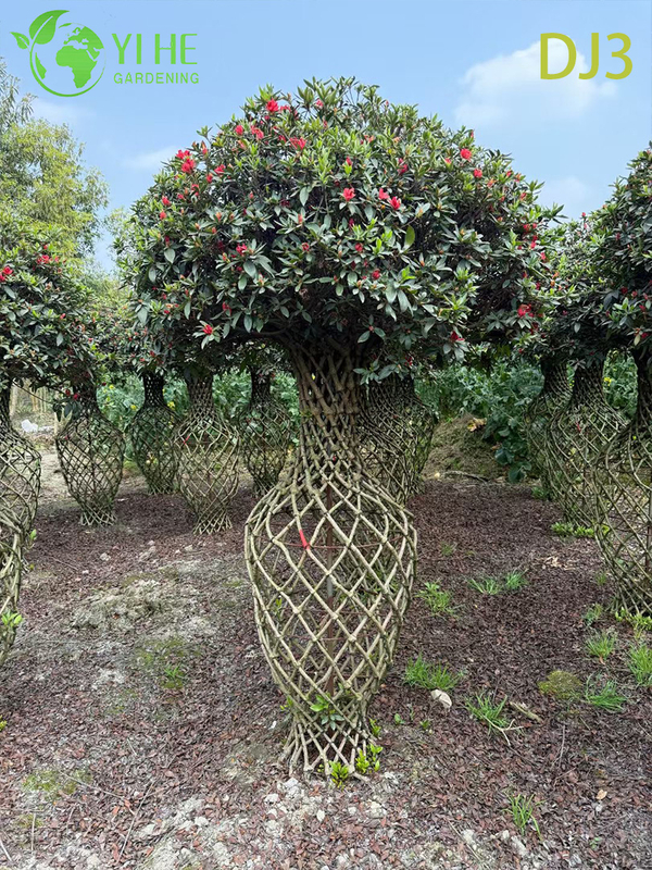 Artistic Topiary Rhododendron simsii, Ornamental Flowering Sculpture