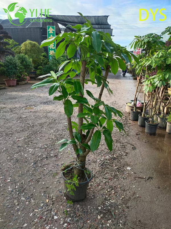 Live Green Umbrella Tree Schefflera Evergreen Indoor Bonsai Plant