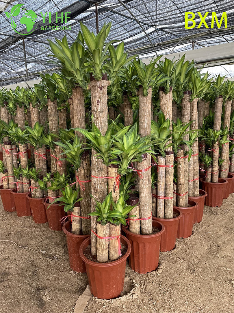 Fragrant Indoor Decorative Dracaena Plant