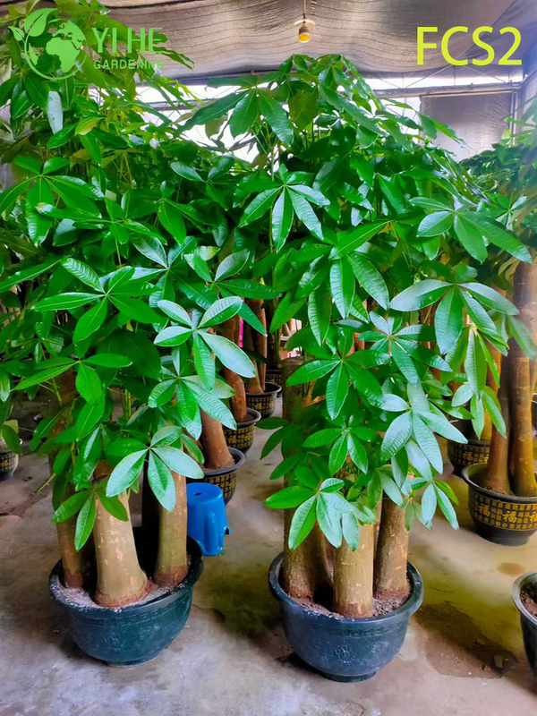 Large - sized Pachira macrocarpa with Thick Trunks, Lush Foliage for Decoration, Prosperity - bringing Money Tree