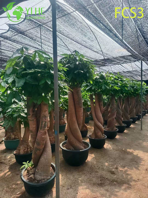 Compact Pachira macrocarpa with Unique Trunk, Lucky Indoor Decorative Money Tree