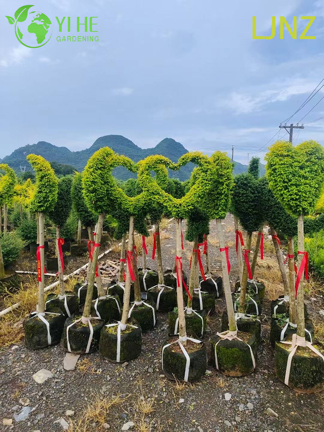 Ornamental Golden Glossy Privet Shrub for Wholesale Export Tree