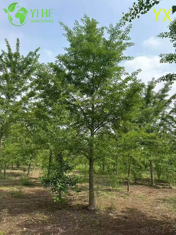 Ornamental Long - lived Ginkgo Tree for Wholesale Export