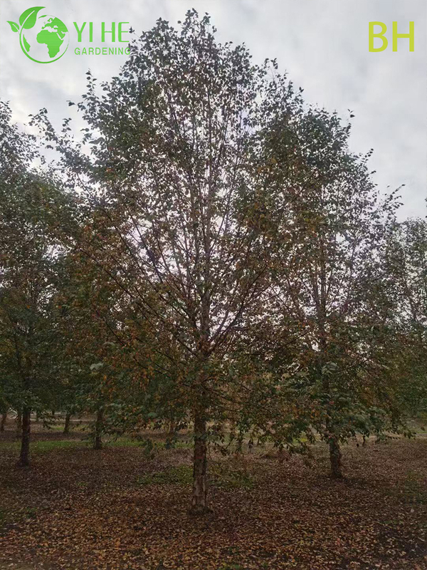 Ornamental Chinese White Birch Tree for Wholesale Export