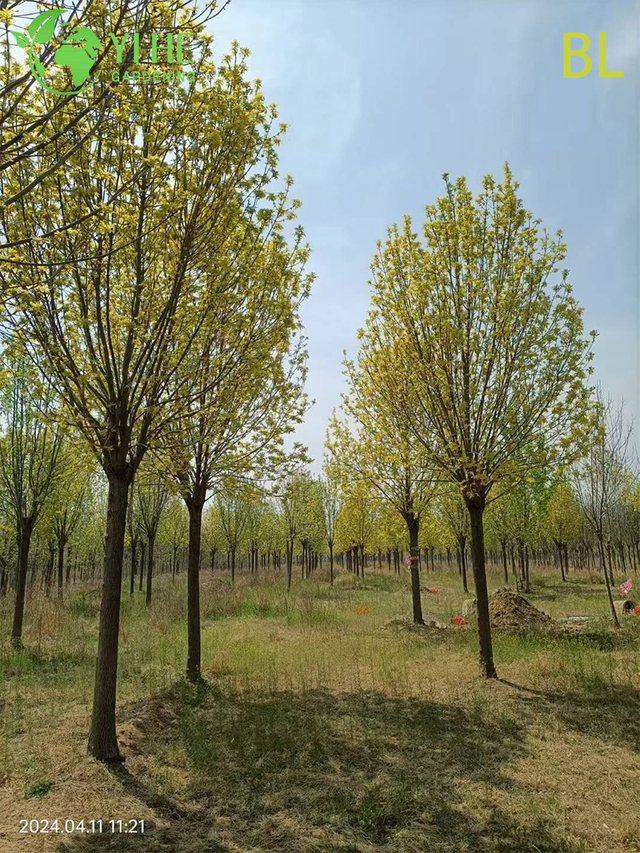 Ornamental Chinese Ash Tree for Wholesale Export