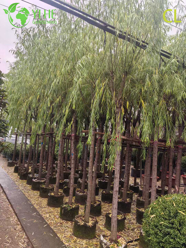 Ornamental Weeping Willow Tree for Wholesale Export