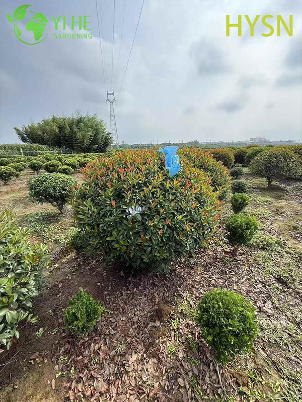 Ornamental Red Tip Photinia Shrub for Wholesale Export