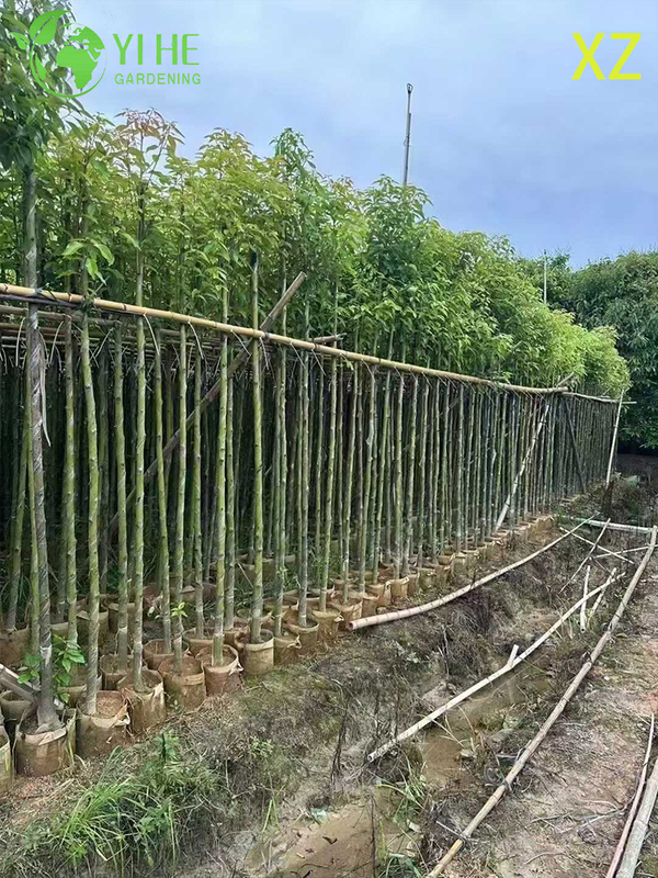 Ornamental Evergreen Camphor Tree for Wholesale Export