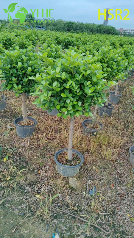Evergreen Ficus Cone Multi-Ball Pom-Pom Tree for Landscape Design