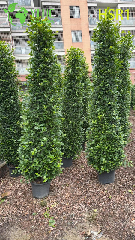 Evergreen Columnar Ficus Cone Topiary for Outdoor Landscaping