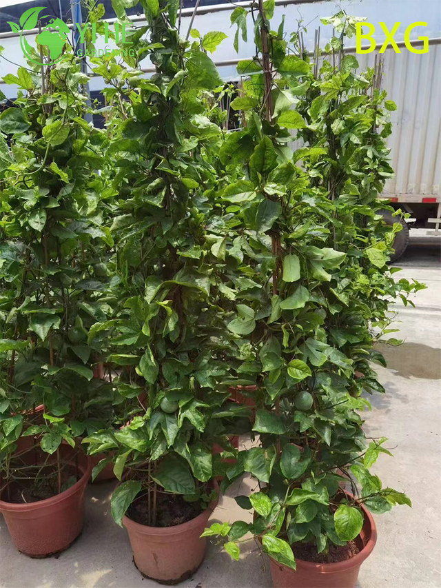 निर्यात बोनसाई के लिए थोक लाइव फ्रूटिंग पैशन फ्रूट प्लांट पासिफ्लोरा वाइन