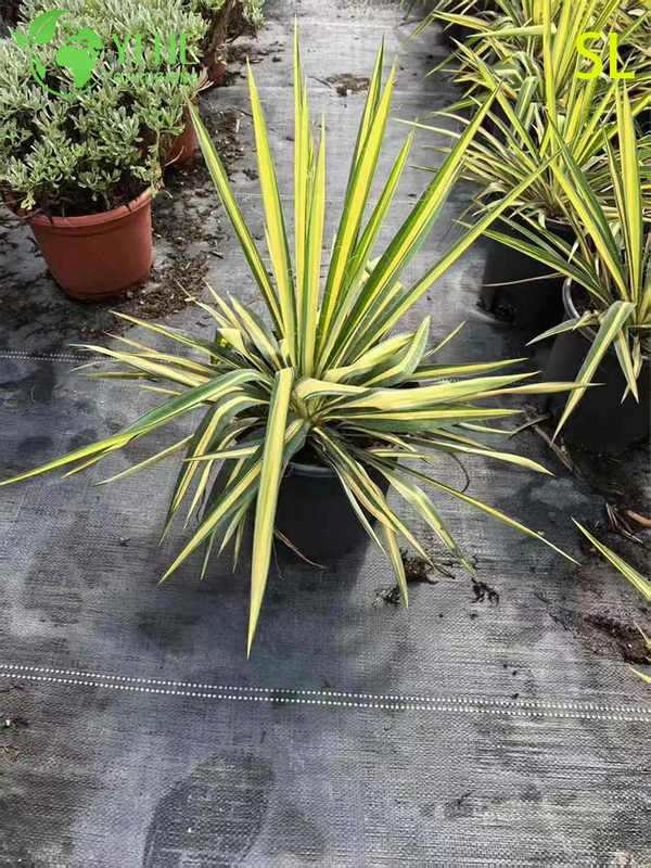 Wholesale Architectural Yucca Live Rosette Landscaping Plant Bonsai