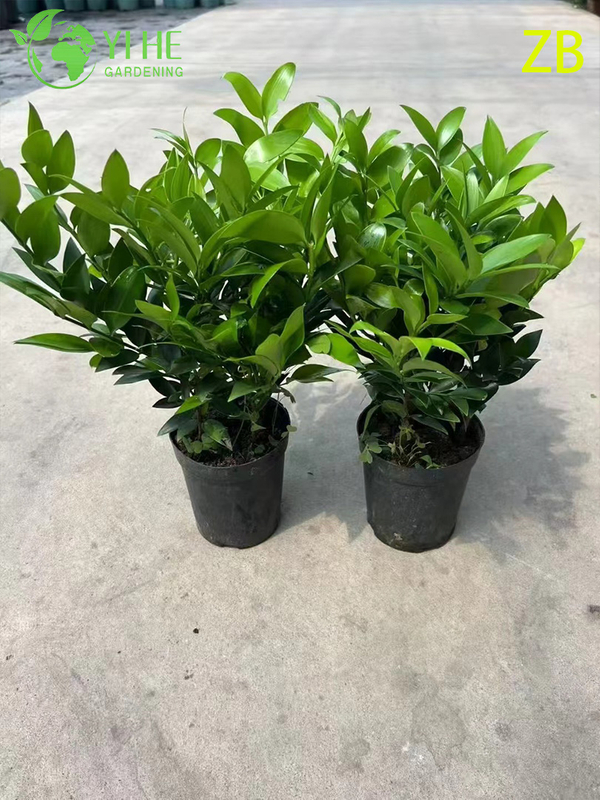 Wholesale Buddhist Pine Podocarpus Live Evergreen Specimen Tree Bonsai