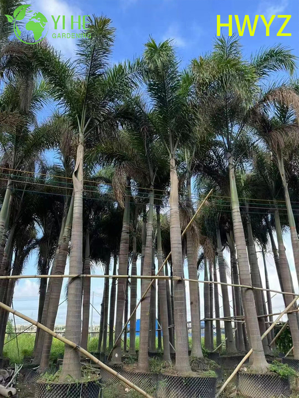 Wholesale Foxtail Palm Tree Wodyetia Bifurcata for Landscaping