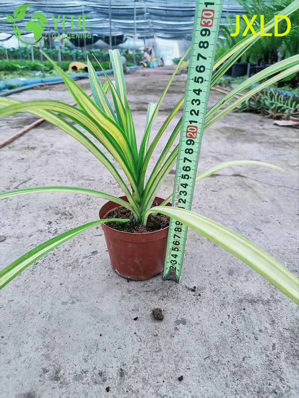 Wholesale Variegated Golden Screw Pine Live Pandanus Plant Bonsai