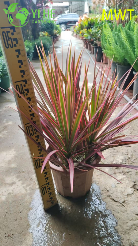 Wholesale Red-Edged Dracaena Marginata Live Multi-Stem Plant Bonsai