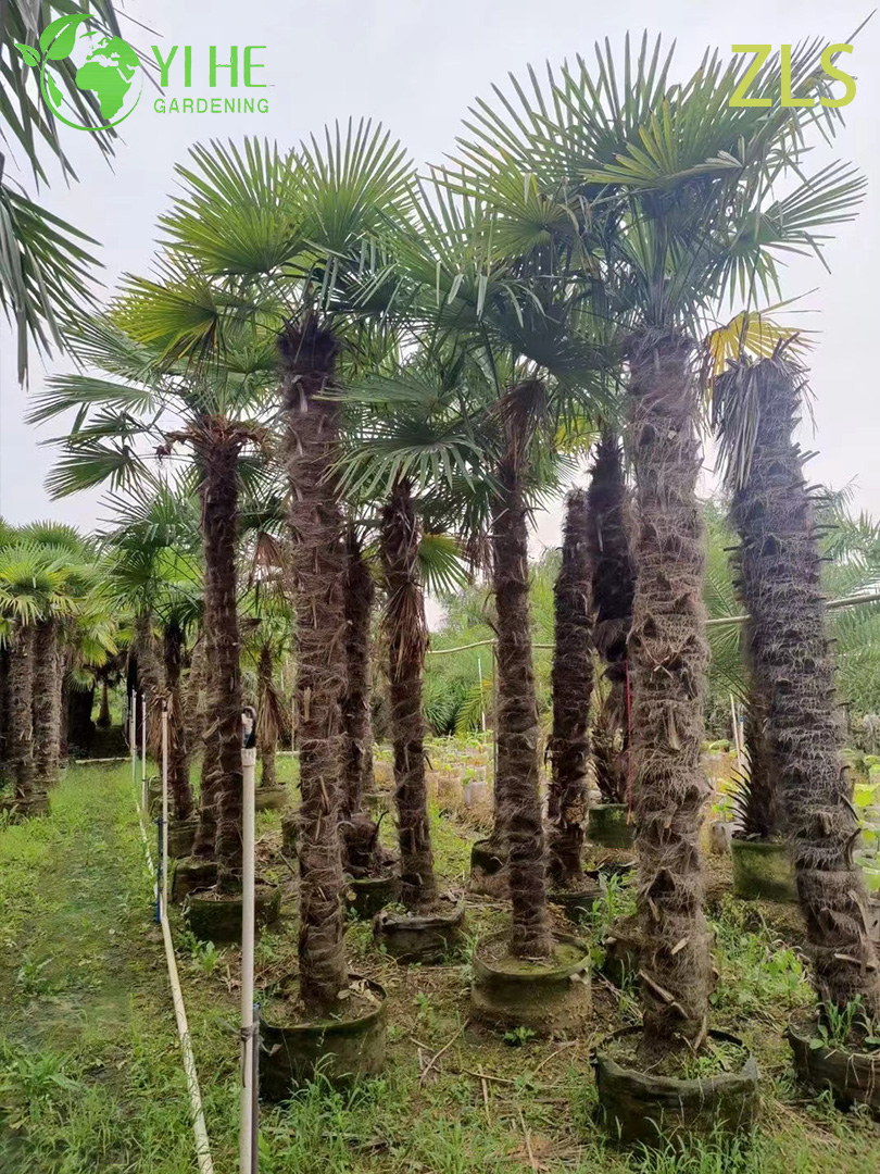 Wholesale Cold Hardy Windmill Palm for Landscape Projects Tree