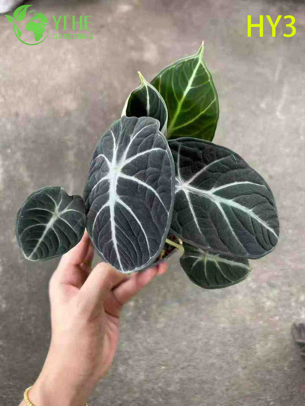 Exotic Foliage Alocasia Potted Plant - Diverse Leaf - Patterned Tropical Greenery